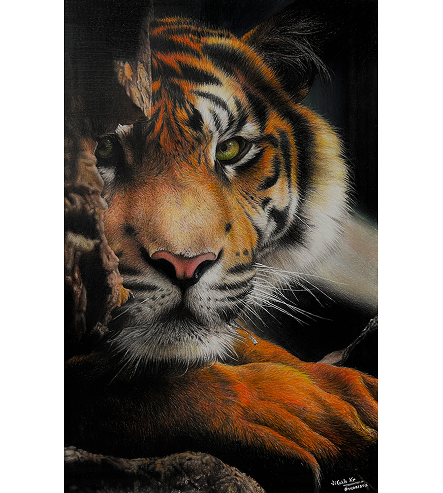 Benagl Tiger