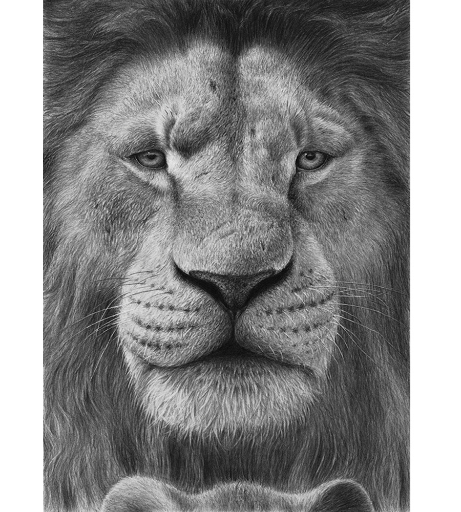 lions